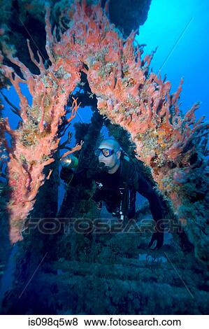 Diver explores shipwreck. View Large Photo Image Stock Photo - Diver explores shipwreck.. Fotosearch