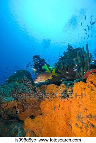 Diver on coral reef. View Large Photo Image Stock Image - Diver on coral reef.. Fotosearch