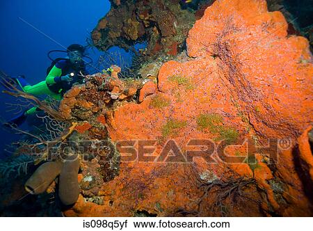Diver on coral reef. View Large Photo Image Stock Image - Diver on coral reef.. Fotosearch