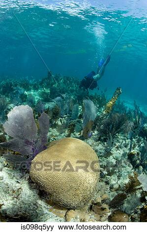 Diver on coral reef. View Large Photo Image Stock Photo - Diver on coral reef.. Fotosearch