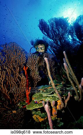 Diver on coral reef. View Large Photo Image Stock Photo - Diver on coral reef.. Fotosearch