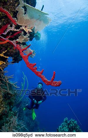 Diver on wall. View Large Photo Image Stock Image - Diver on wall.. Fotosearch