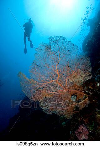 Diver silhouette behind sea fan. View Large Photo Image Picture - Diver silhouette behind sea fan.. Fotosearch