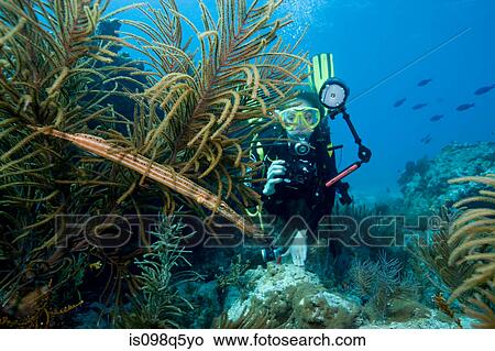 Diver takes picture of fish. View Large Photo Image Picture - Diver takes picture of fish.. Fotosearch