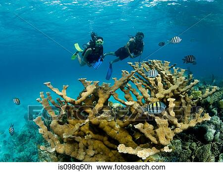 Divers and Elkhorn coral. View Large Photo Image Stock Image - Divers and Elkhorn coral.. Fotosearch