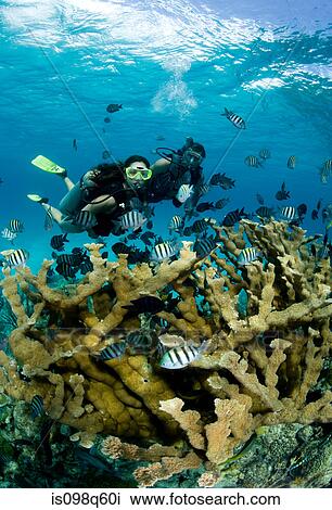 Divers and Elkhorn coral. View Large Photo Image Stock Image - Divers and Elkhorn coral.. Fotosearch