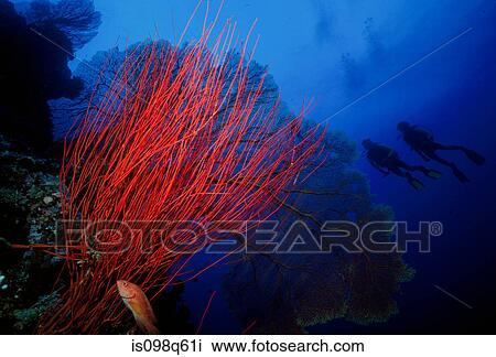 Divers on underwater wall. View Large Photo Image Stock Image - Divers on underwater wall.. Fotosearch
