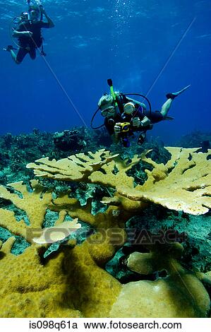 Divers with Elkhorn coral. View Large Photo Image Stock Image - Divers with Elkhorn coral.. Fotosearch