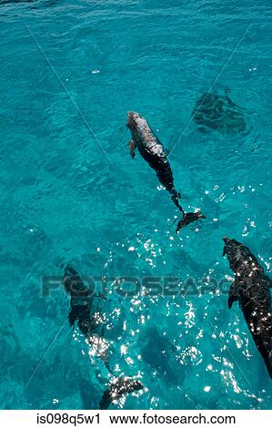 Dolphin at the surface. View Large Photo Image Stock Image - Dolphin at the surface.. Fotosearch