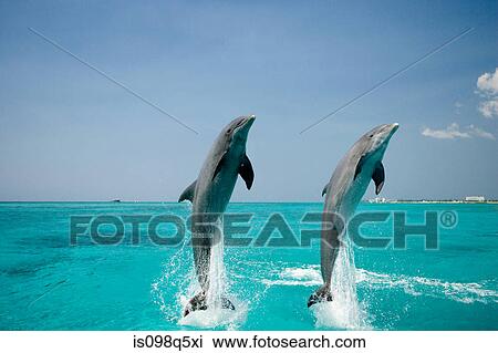 Dolphin in unison. View Large Photo Image Stock Image - Dolphin in unison.. Fotosearch