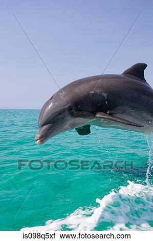 Dolphin leaping from water. View Large Photo Image Stock Image - Dolphin leaping from water.. Fotosearch
