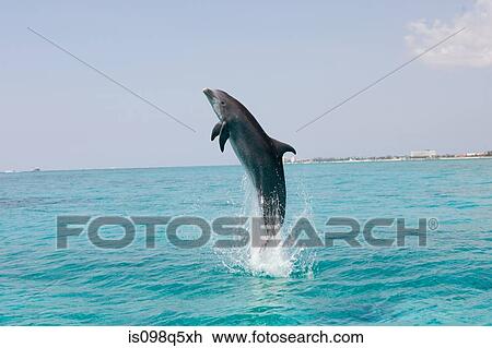 Dolphin leaping from water. View Large Photo Image Stock Image - Dolphin leaping from water.. Fotosearch