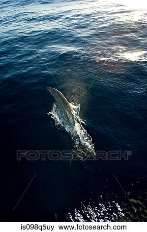 Dolphin leaping from water. View Large Photo Image Stock Photo - Dolphin leaping from water.. Fotosearch