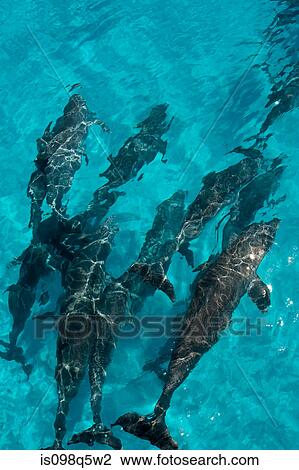 Dolphin under the surface. View Large Photo Image Stock Image - Dolphin under the surface.. Fotosearch