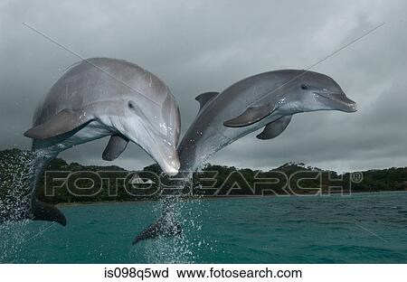 Dolphins leaping from water. View Large Photo Image Stock Image - Dolphins leaping from water.. Fotosearch