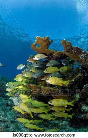 Fish and Elkhorn coral. View Large Photo Image Stock Photo - Fish and Elkhorn coral.. Fotosearch