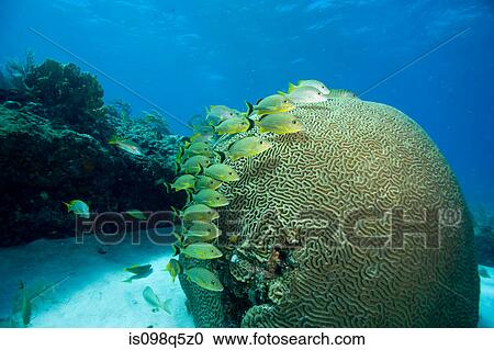 Fish huddled near brain coral. View Large Photo Image Stock Image - Fish huddled near brain coral.. Fotosearch