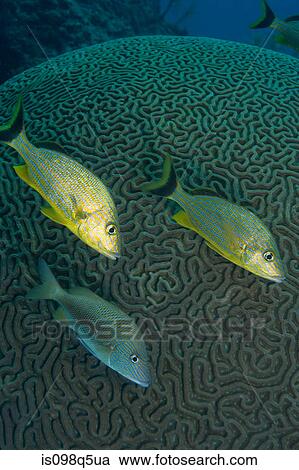 Stock Image - Fish on coral head.. Fotosearch
