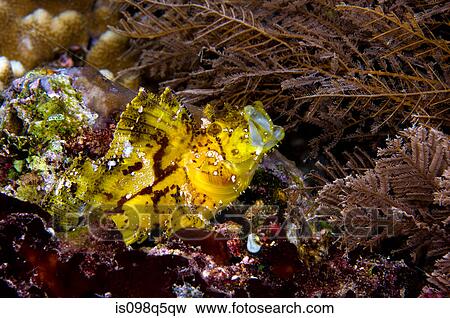 Fish swallowing prey. View Large Photo Image Stock Photo - Fish swallowing prey.. Fotosearch