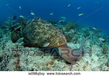 Stock Photo - Goliath grouper and nurse shark.. Fotosearch