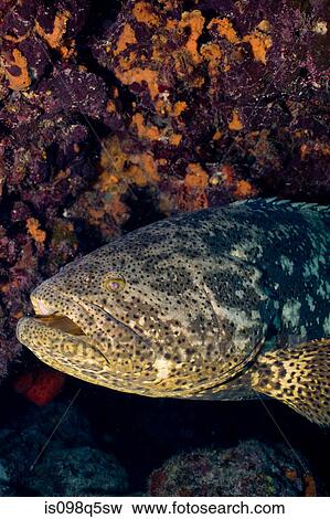Goliath grouper. View Large Photo Image Stock Photo - Goliath grouper.. Fotosearch