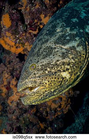 Goliath grouper View Large Photo Image Stock Photo - Goliath grouper. Fotosearch
