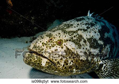 Stock Photograph - Goliath grouper.. Fotosearch
