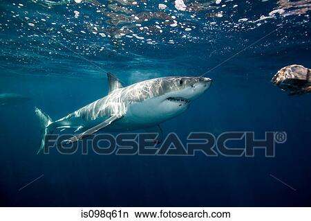 Great white attacks bait. View Large Photo Image Picture - Great white attacks bait.. Fotosearch