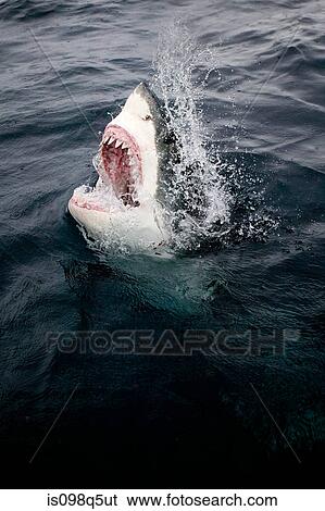 Great white shark and bait. View Large Photo Image Stock Photograph - Great white shark and bait.. Fotosearch