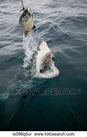 Stock Photography - Great white shark and bait.. Fotosearch