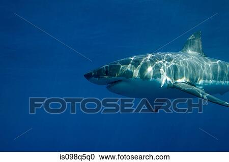 Stock Image - Great white shark in the wild.. Fotosearch