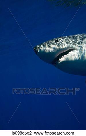 Great white shark in the wild. View Large Photo Image Stock Image - Great white shark in the wild.. Fotosearch