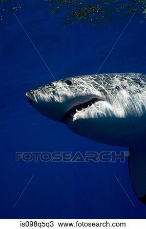 Great white shark in the wild. View Large Photo Image Stock Image - Great white shark in the wild.. Fotosearch