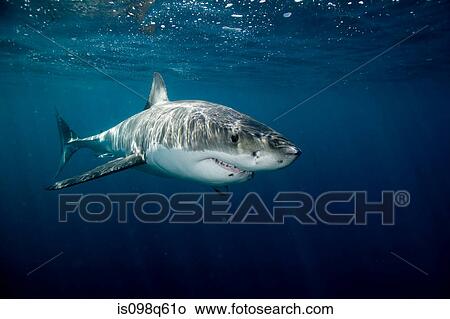 Great white shark. View Large Photo Image Picture - Great white shark.. Fotosearch