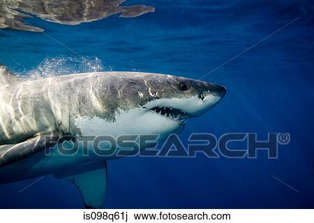 Great white shark. View Large Photo Image Stock Image - Great white shark.. Fotosearch
