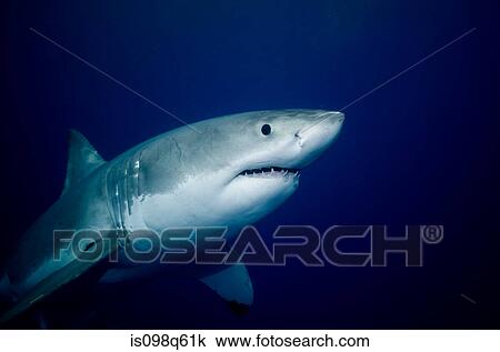 Great white shark. View Large Photo Image Stock Image - Great white shark.. Fotosearch