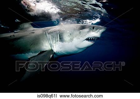 Stock Image - Great white shark.. Fotosearch