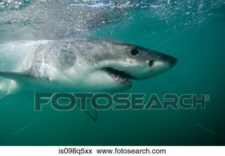Great white shark. View Large Photo Image Stock Photo - Great white shark.. Fotosearch
