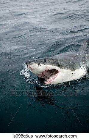 Great white shark. View Large Photo Image Stock Photograph - Great white shark.. Fotosearch