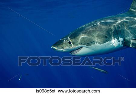 Great white shark. View Large Photo Image Stock Photograph - Great white shark.. Fotosearch