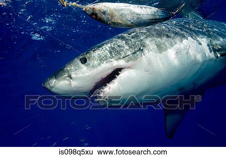 Great white shark. View Large Photo Image Stock Photograph - Great white shark.. Fotosearch