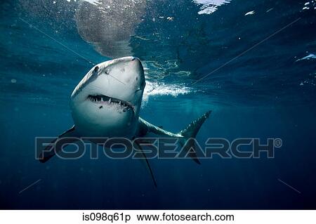 Great white shark. View Large Photo Image Stock Photography - Great white shark.. Fotosearch