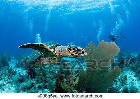 Hawksbill turtle on reef. View Large Photo Image Stock Image - Hawksbill turtle on reef.. Fotosearch