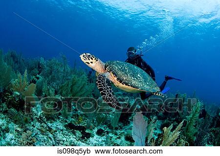 Stock Image - Hawksbill turtle on reef.. Fotosearch