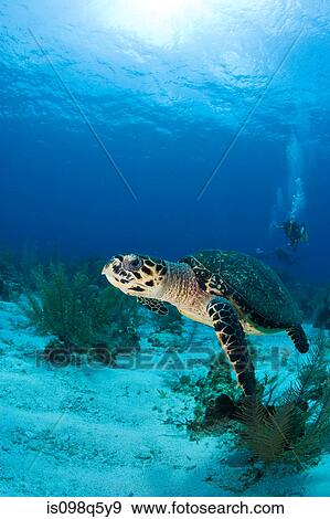 Hawksbill turtle. View Large Photo Image Stock Photo - Hawksbill turtle.. Fotosearch