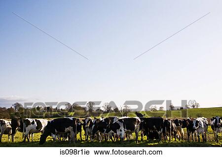 Herd of cows grazing View Large Photo Image Stock Image - Herd of cows grazing. Fotosearch