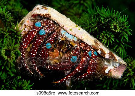 Hermit crab and his home. View Large Photo Image Stock Image - Hermit crab and his home.. Fotosearch