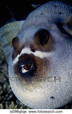 Inflated pufferfish View Large Photo Image Stock Image - Inflated pufferfish. Fotosearch