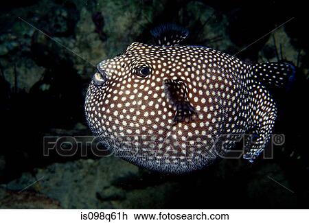Stock Image - Inflated pufferfish.. Fotosearch