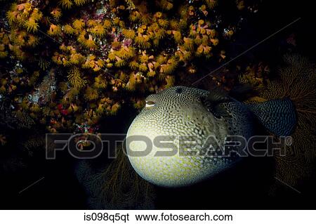 Inflated pufferfish. View Large Photo Image Stock Photograph - Inflated pufferfish.. Fotosearch